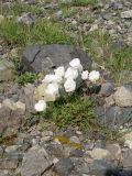 Papaver pseudocanescens подвид udocanicum. Цветущее растение. Забайкалье, Каларский р-н, хр. Кодар, верховья ручья Олений Рог. 28 июля 2012 г.