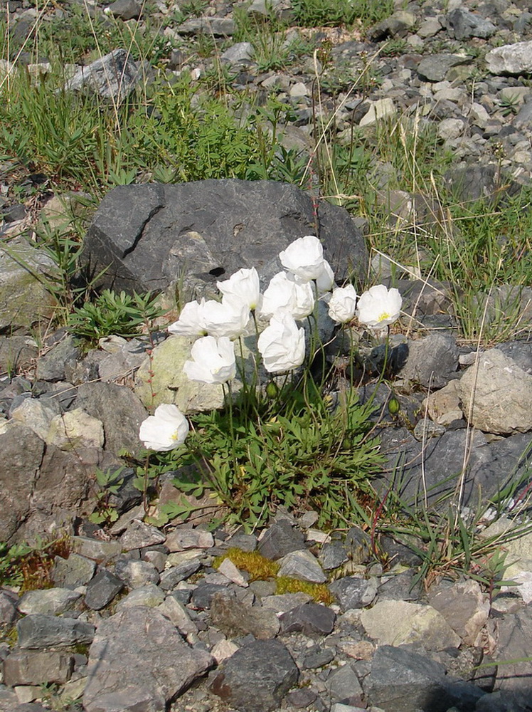 Image of Papaver pseudocanescens ssp. udocanicum specimen.