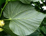 Tilia cordifolia. Нижняя сторона листа. Москва, территория Кремля, Тайницкий сад. 15.06.2012.