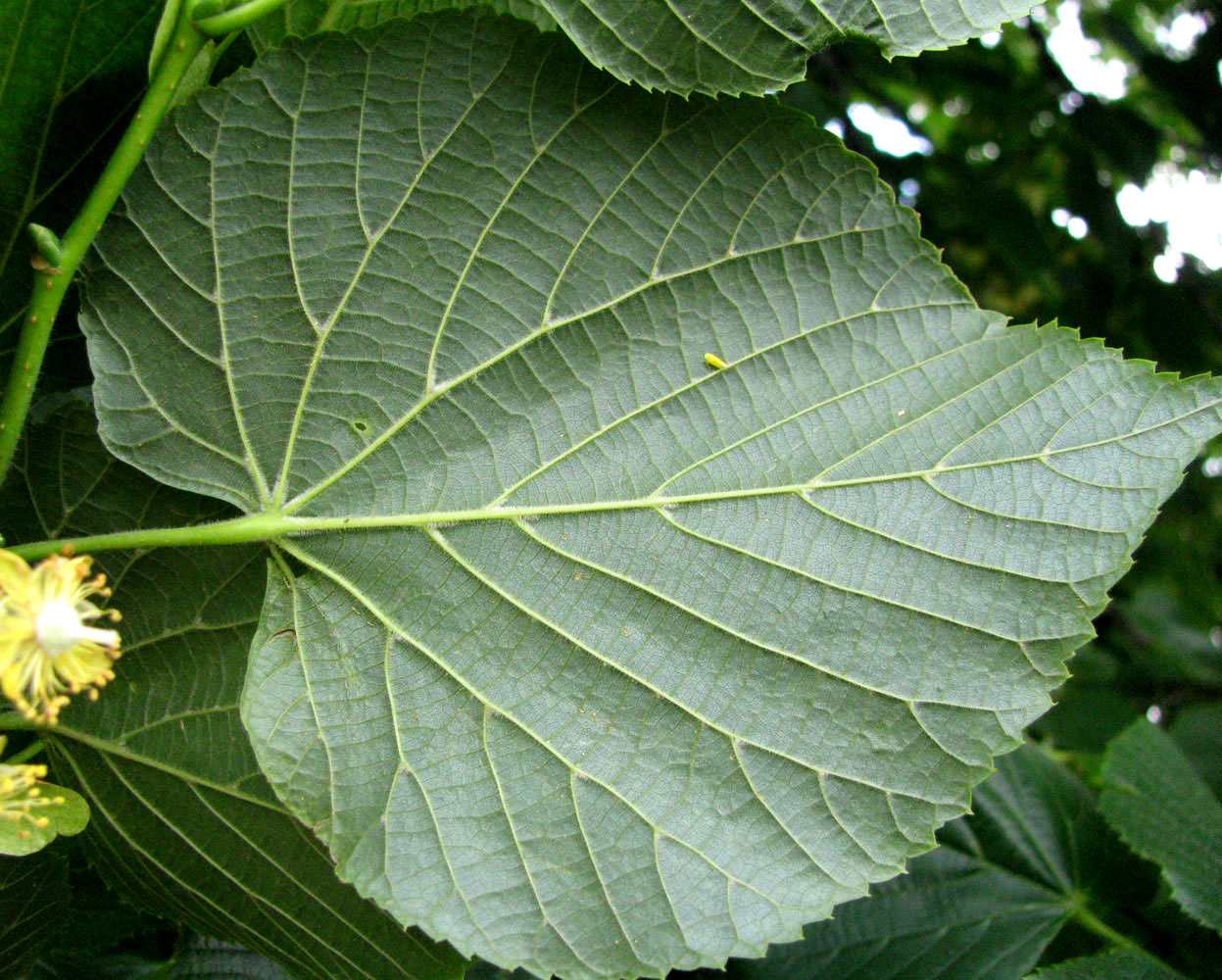 Image of Tilia cordifolia specimen.