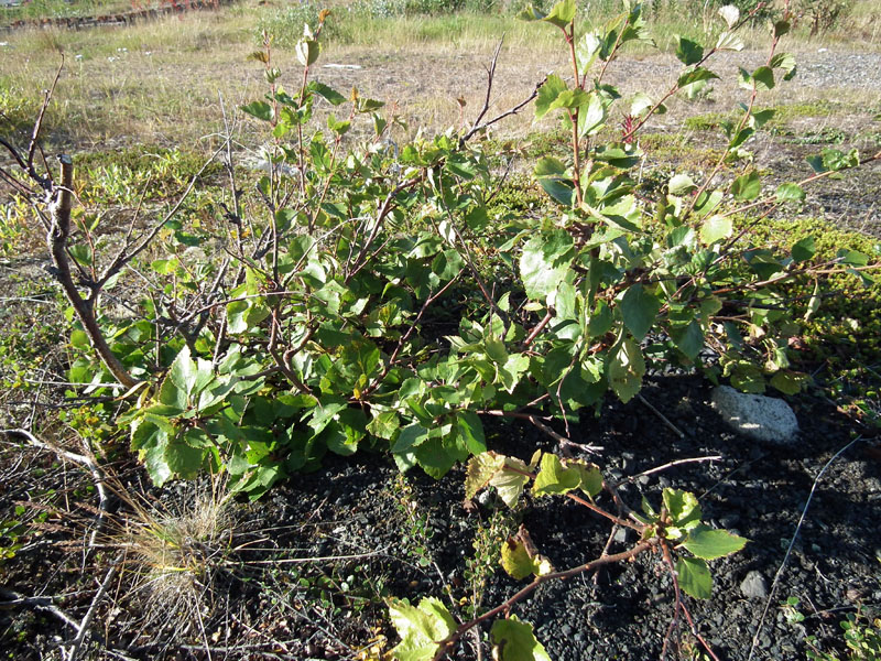 Image of Betula &times; kusmisscheffii specimen.