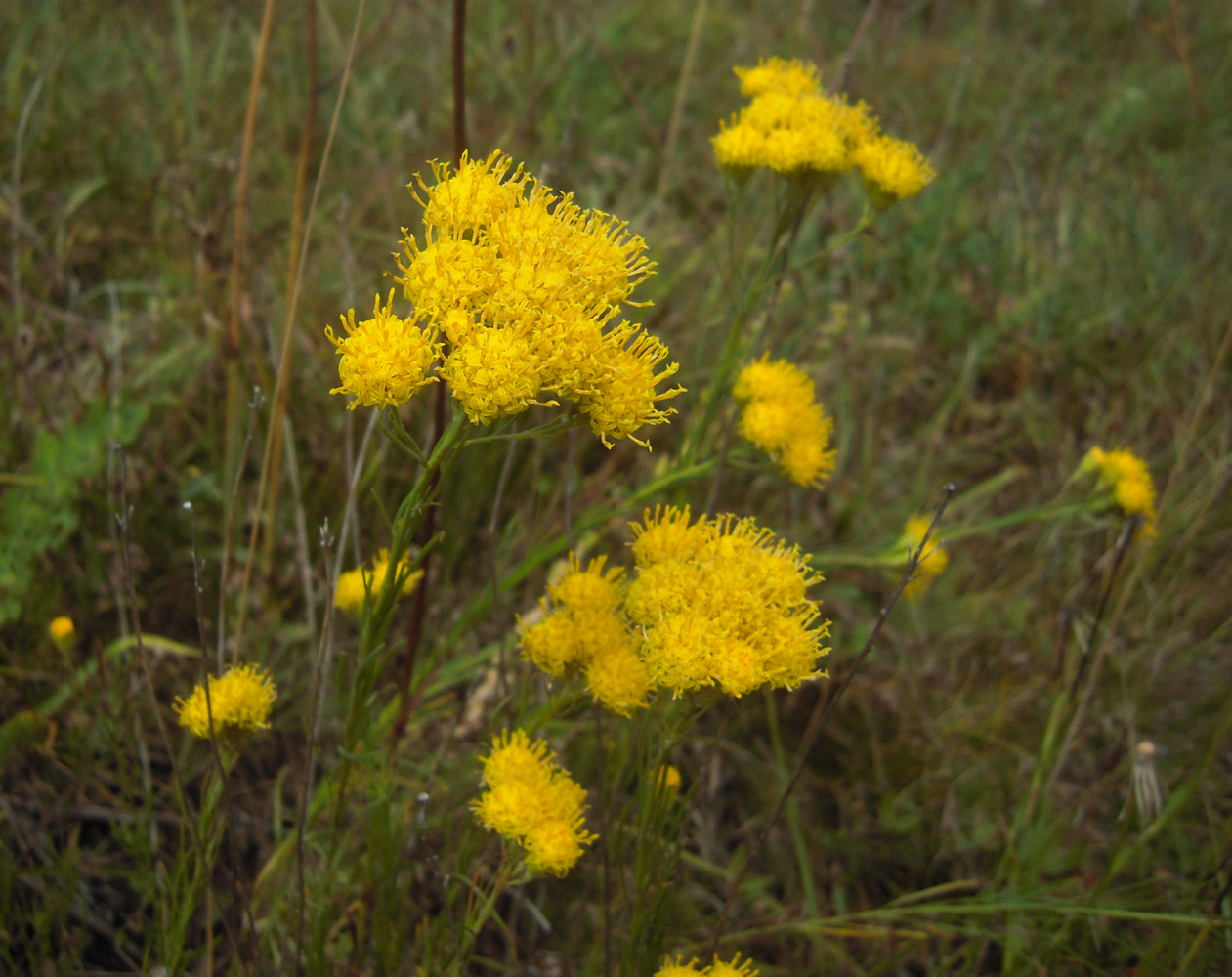 Image of Galatella linosyris specimen.