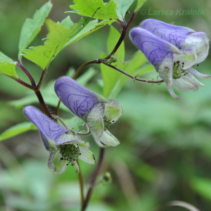 Image of Aconitum stoloniferum specimen.