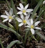 Ornithogalum fimbriatum