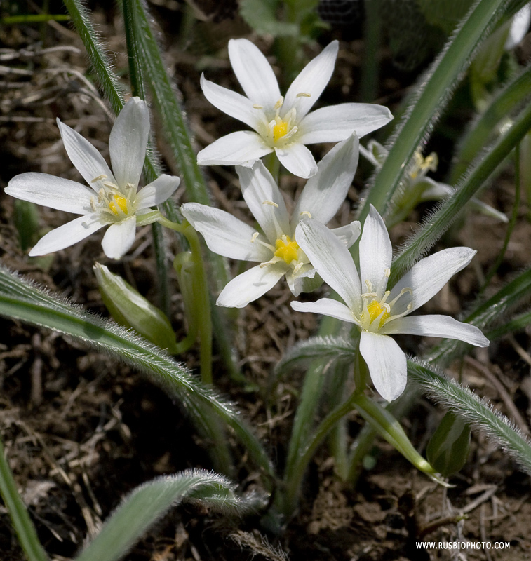 Изображение особи Ornithogalum fimbriatum.