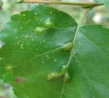 Image of taxon representative. Author is Геннадий Окатов