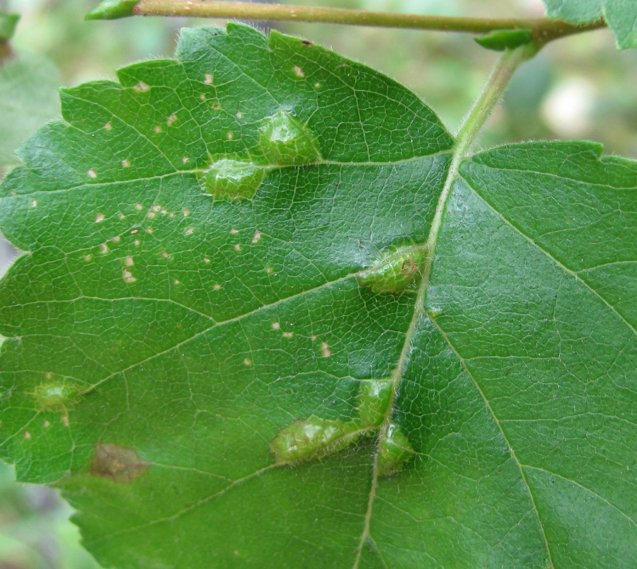 Image of Betula pubescens specimen.