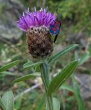 Centaurea nigra