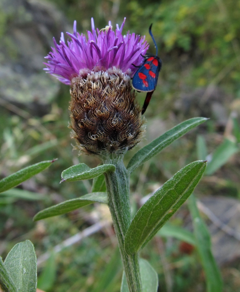 Image of Centaurea nigra specimen.