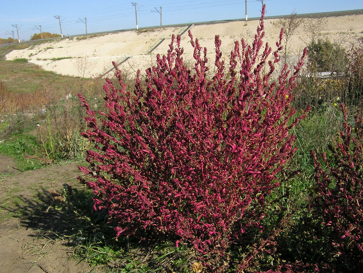 Изображение особи Bassia scoparia f. trichophylla.