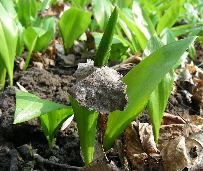 Image of Allium ursinum specimen.