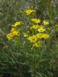 Senecio jacobaea. Верхушка побега с соцветиями. Саратовская обл., Саратовский р-н, склон балки в солонцеватой степи. 24 июня 2012 г.