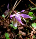 Calypso bulbosa