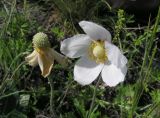 Anemone sylvestris