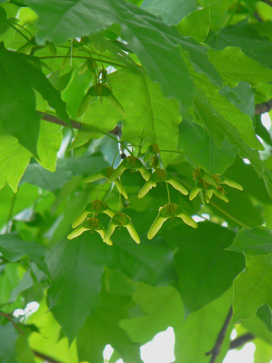 Image of Acer platanoides specimen.