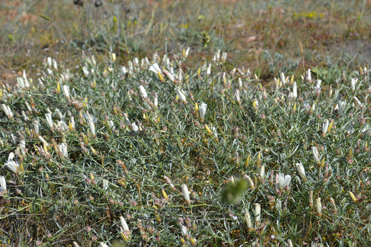 Изображение особи Convolvulus holosericeus.