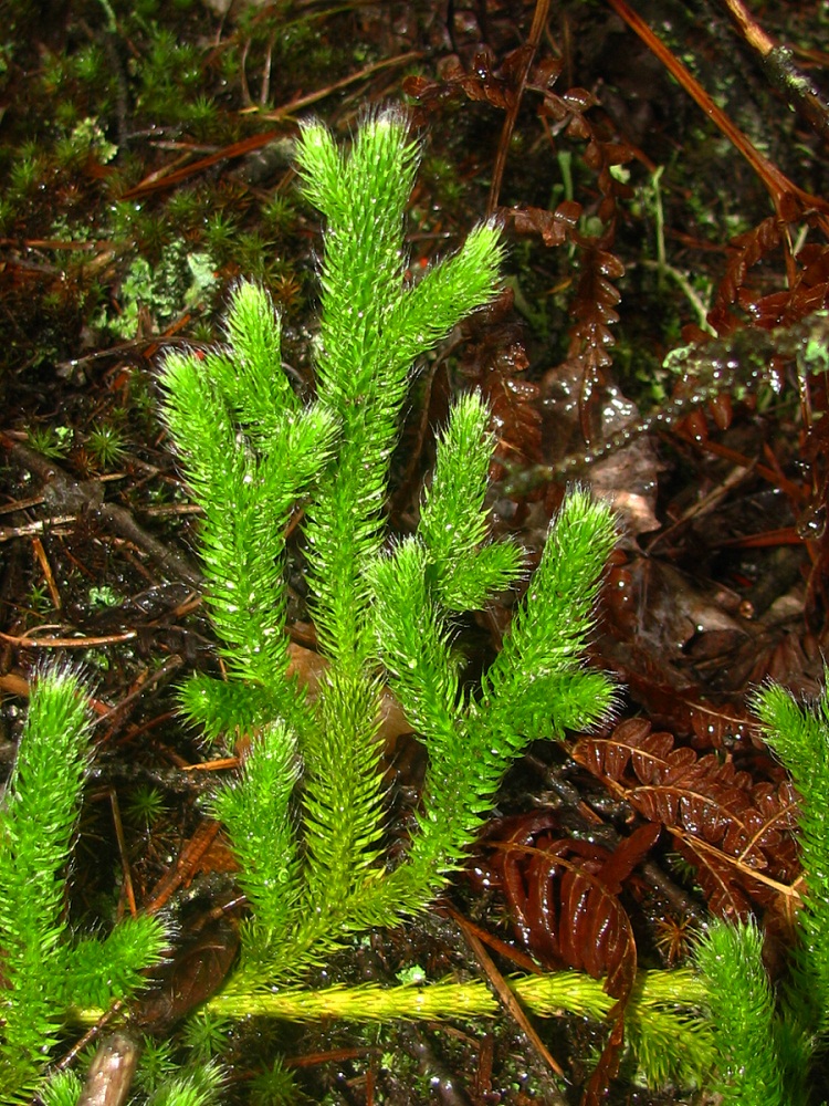 Изображение особи Lycopodium clavatum.