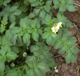 Solanum tuberosum