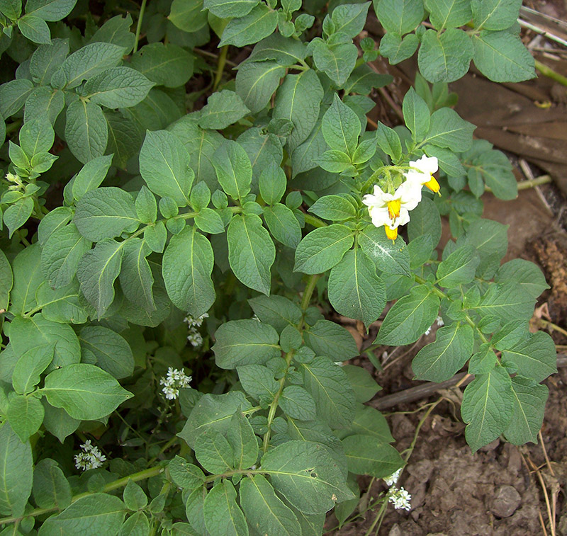 Image of Solanum tuberosum specimen.