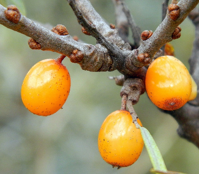 Изображение особи Hippophae rhamnoides.