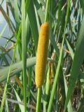 Typha tichomirovii