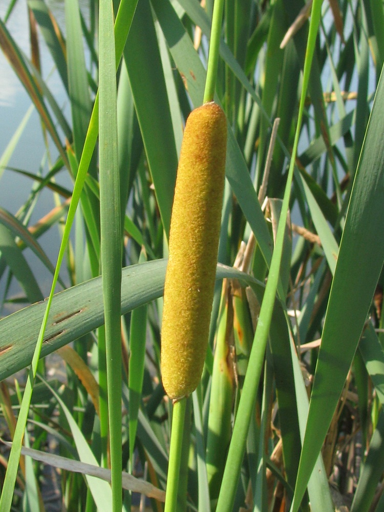 Изображение особи Typha tichomirovii.