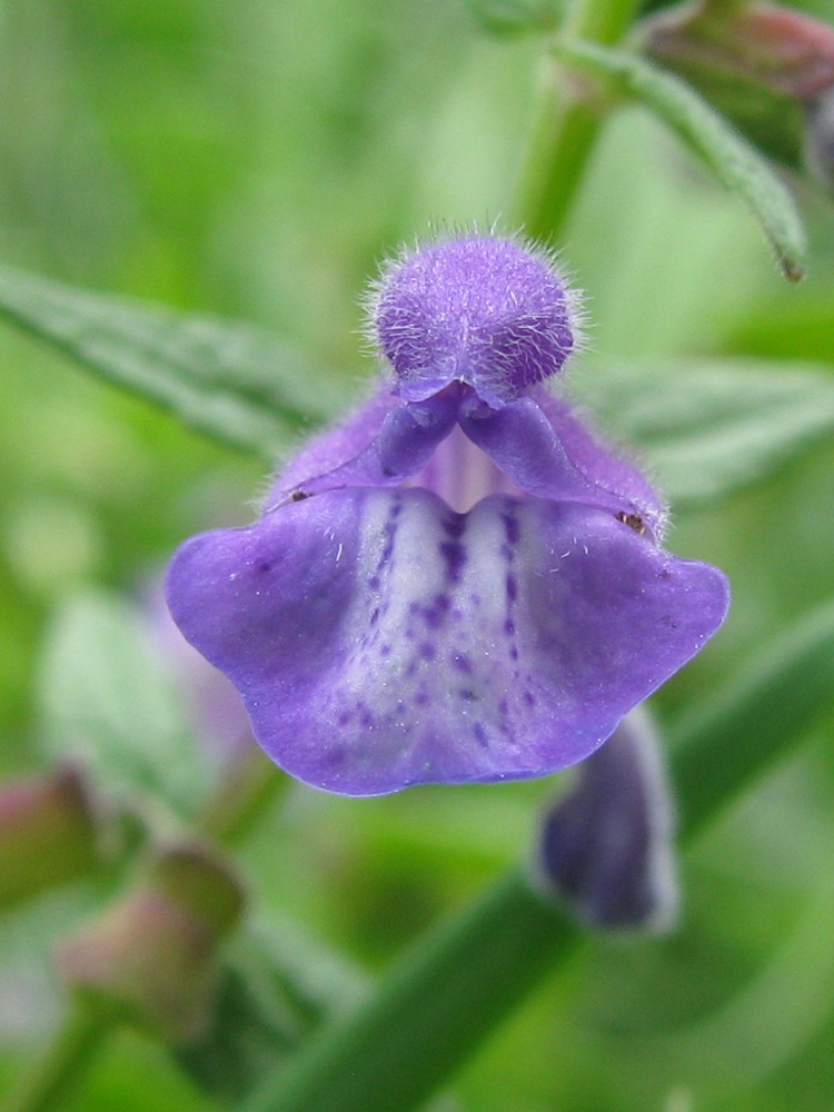 Изображение особи Scutellaria galericulata.