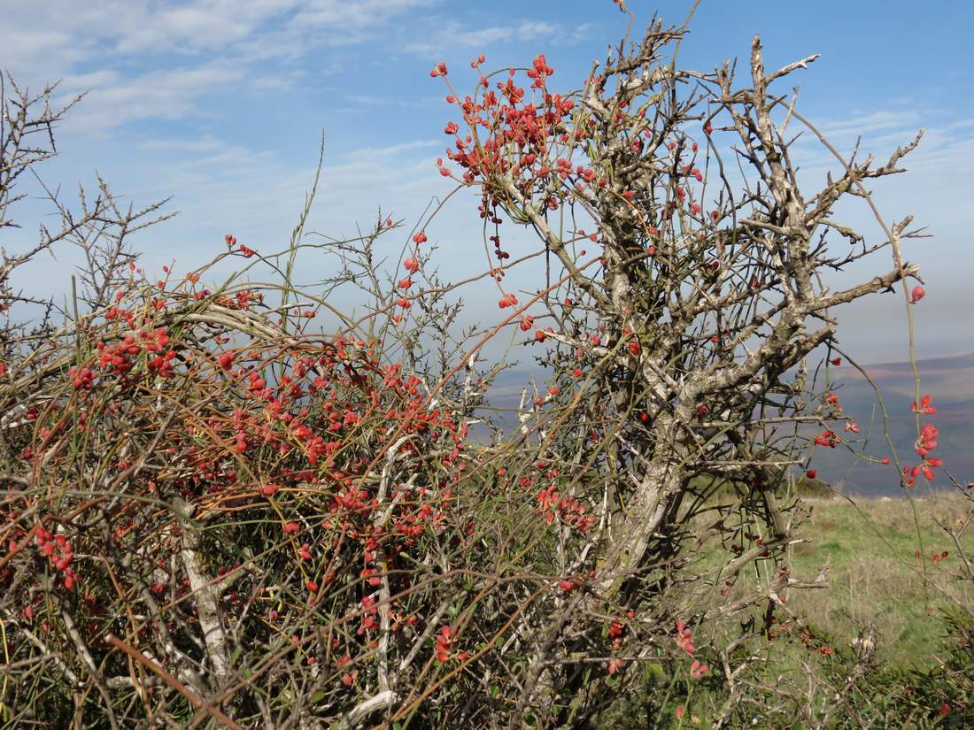 Image of Ephedra aphylla specimen.