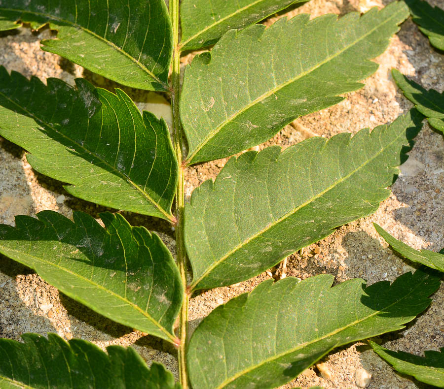 Изображение особи Koelreuteria bipinnata.