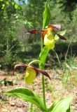 Cypripedium calceolus