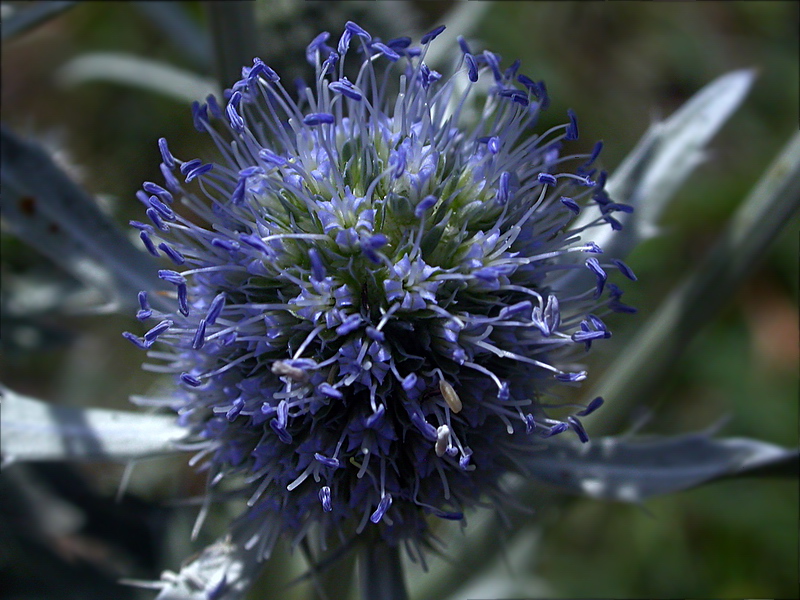 Изображение особи Eryngium planum.