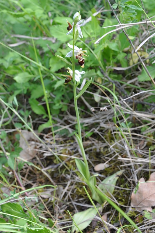 Изображение особи Ophrys oestrifera.