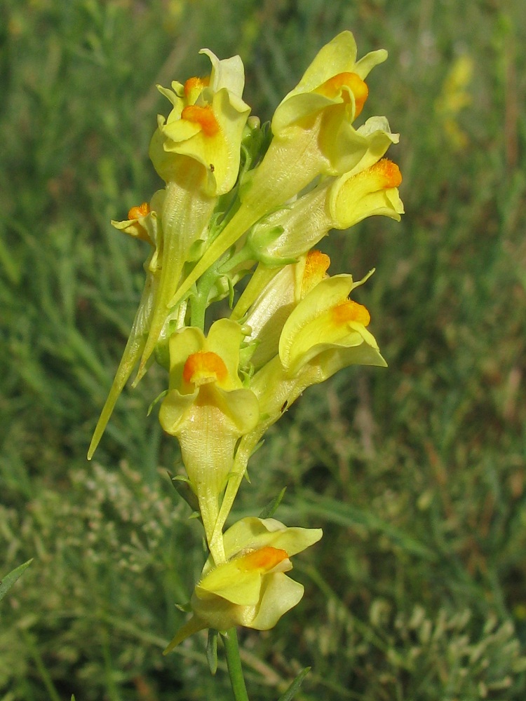 Изображение особи Linaria ruthenica.