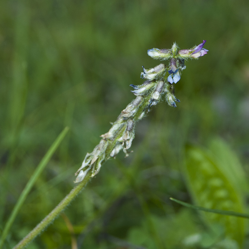 Image of Oxytropis deflexa specimen.