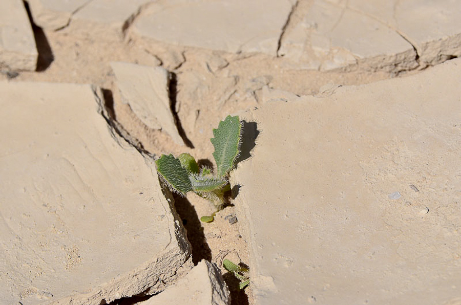 Image of Diplotaxis harra specimen.