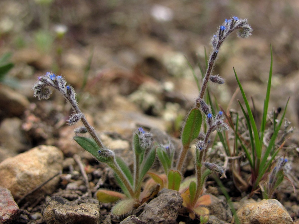 Image of Myosotis refracta specimen.