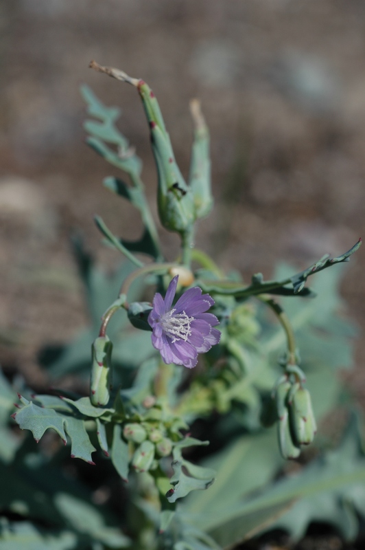 Изображение особи Lactuca undulata.