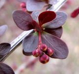 Berberis thunbergii