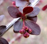 Berberis thunbergii. Молодой бутонизирующий побег. Ставропольский край, г. Кисловодск, Крестовая гора, в культуре. 12.04.2013.