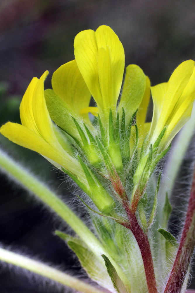 Изображение особи Astragalus anisomerus.