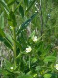 Lithospermum officinale