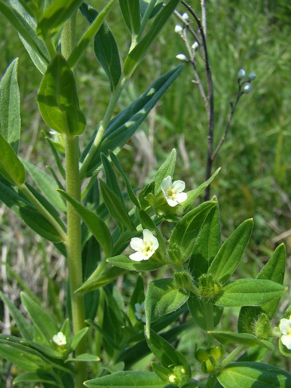 Изображение особи Lithospermum officinale.