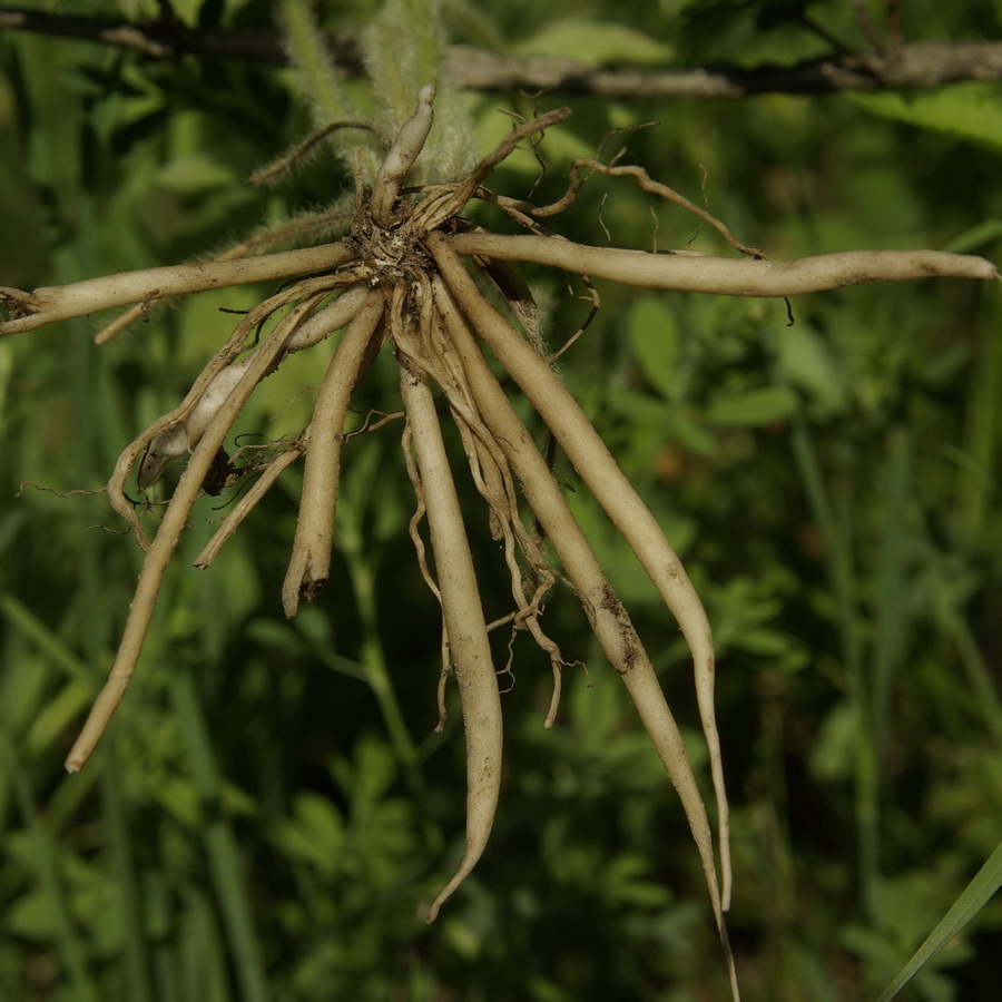 Image of Ranunculus neapolitanus specimen.