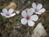 Linum tenuifolium