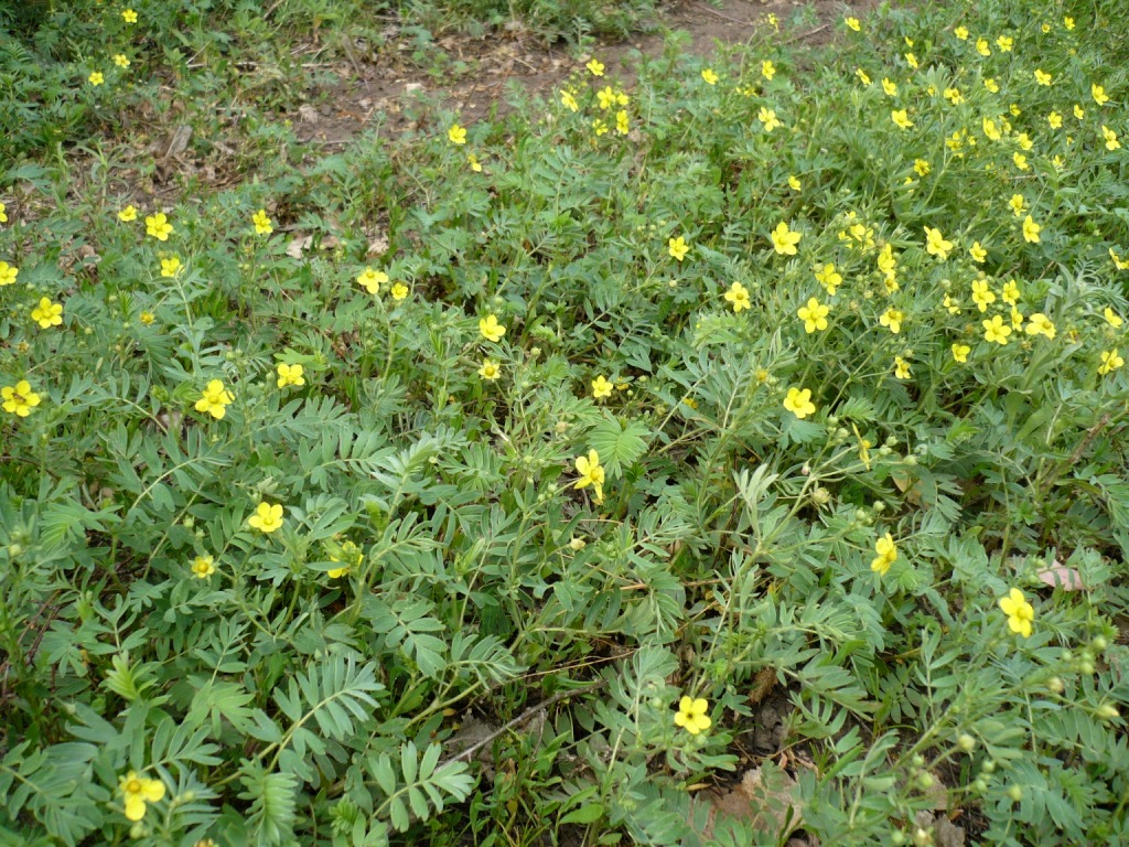 Изображение особи Potentilla bifurca.