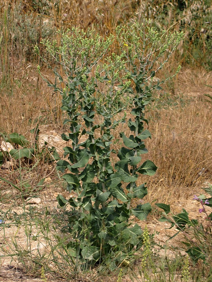 Image of Lactuca sativa specimen.