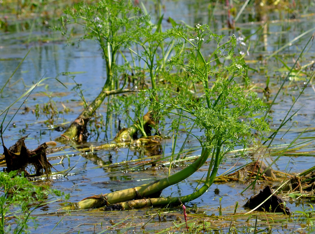 Image of Oenanthe aquatica specimen.