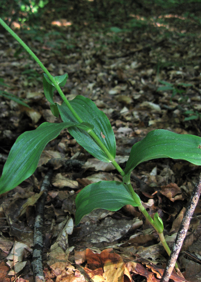 Изображение особи Epipactis muelleri.