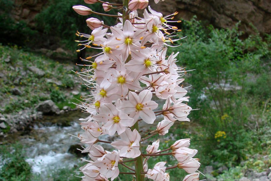 Изображение особи Eremurus robustus.