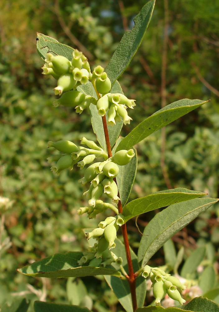 Image of genus Symphoricarpos specimen.